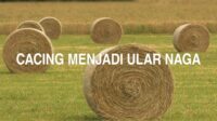 Cacing Menjadi Ular Naga