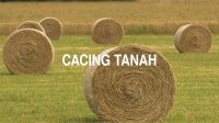 Cacing Tanah