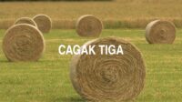 Cagak Tiga