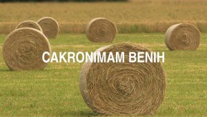 Cakronimam Benih