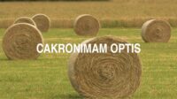 Cakronimam Optis