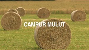 Campur Mulut