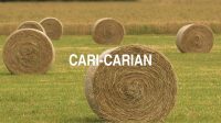 Cari-Carian