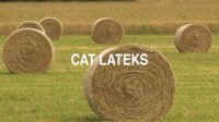 Cat Lateks