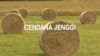 Cendana Jenggi