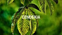 Cendekia