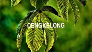 Cengkelong