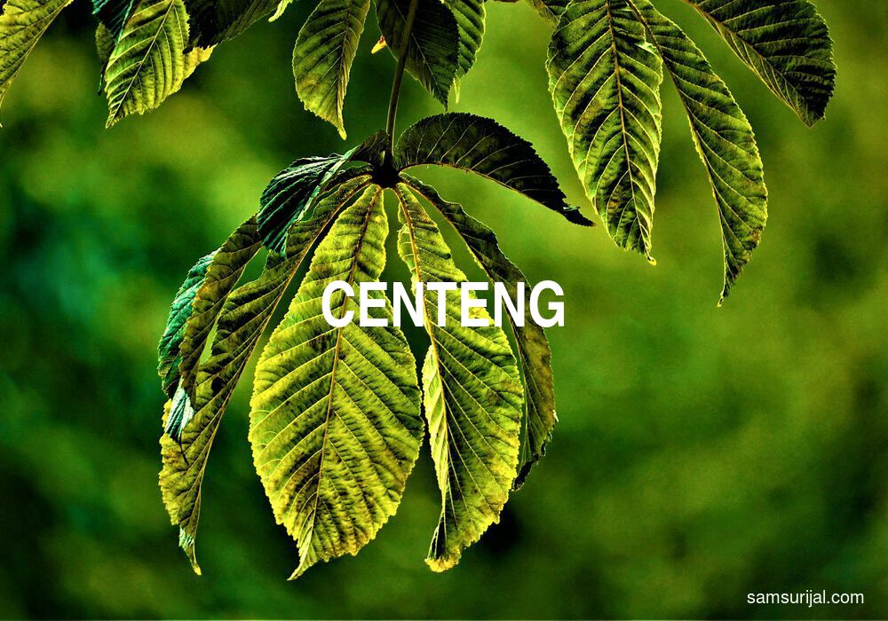 Arti Centeng