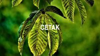 Cetak