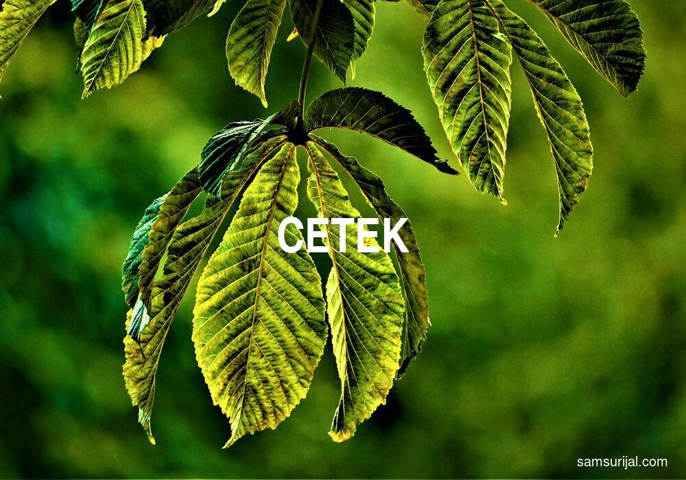 Arti Cetek