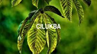 Cilukba