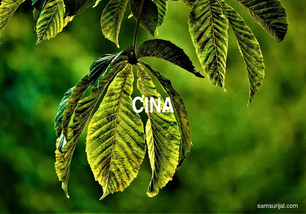 Arti Cina