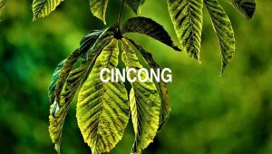 Arti Cincong
