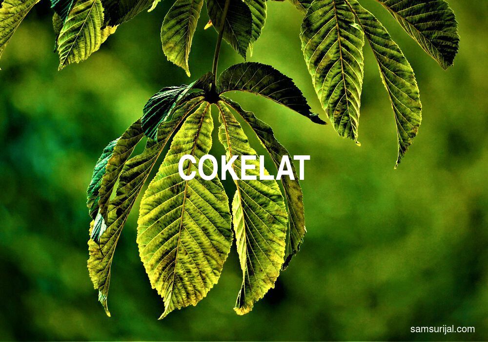 Arti Cokelat