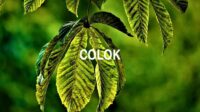 Colok