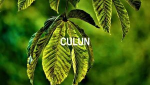 Culun