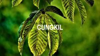 Cungkil