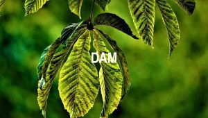 Dam