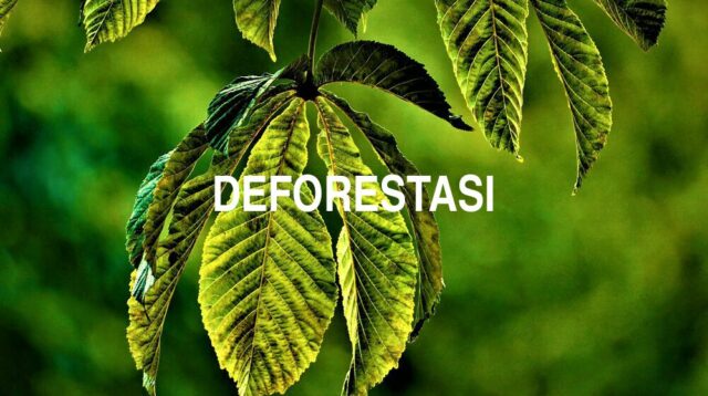 Arti Deforestasi