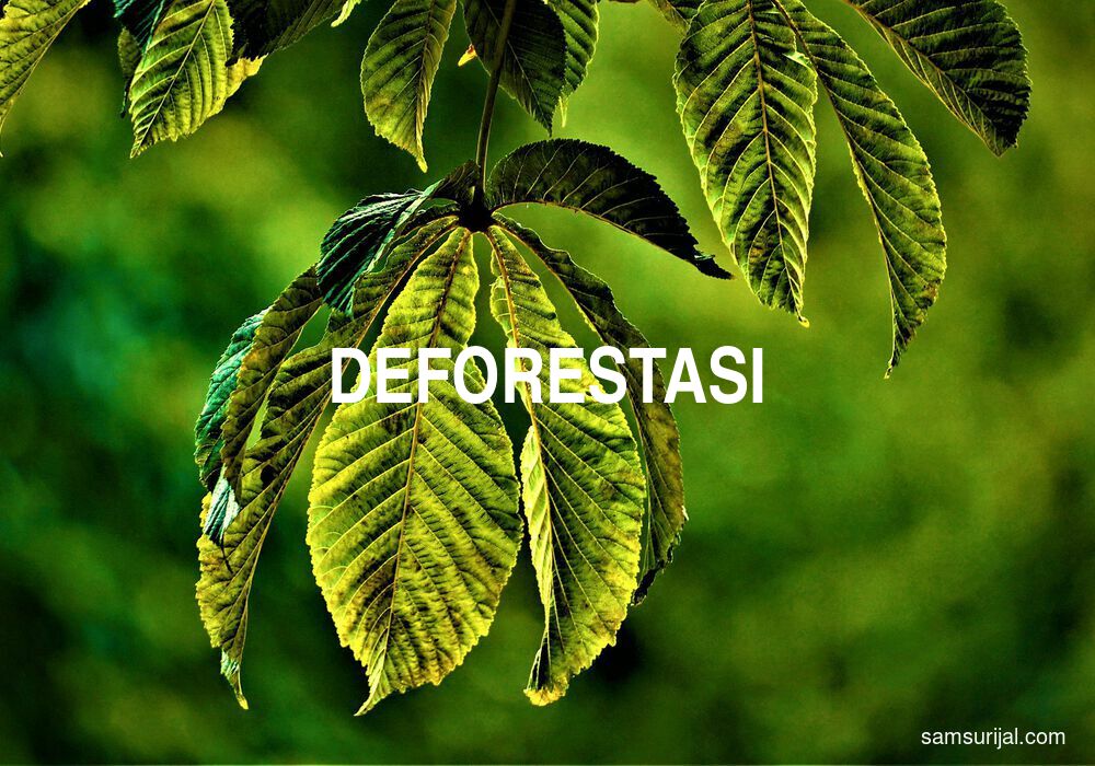 Arti Deforestasi