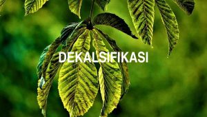 Arti Dekalsifikasi