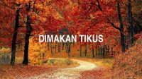 Dimakan Tikus