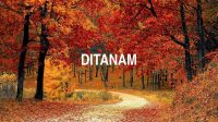 Ditanam