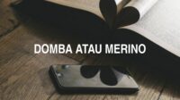 Domba atau Merino