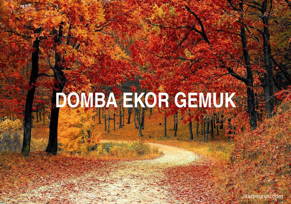 Arti Domba Ekor Gemuk