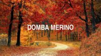 Domba Merino