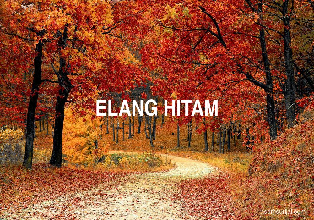 Arti Elang Hitam