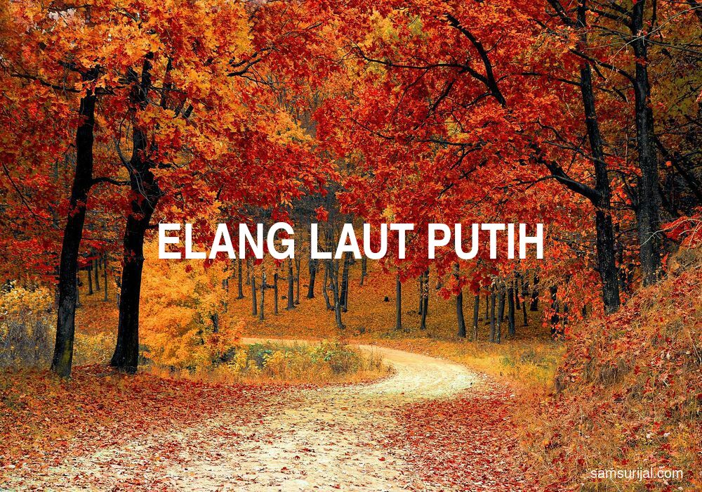 Arti Elang Laut Putih