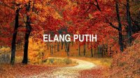 Elang Putih