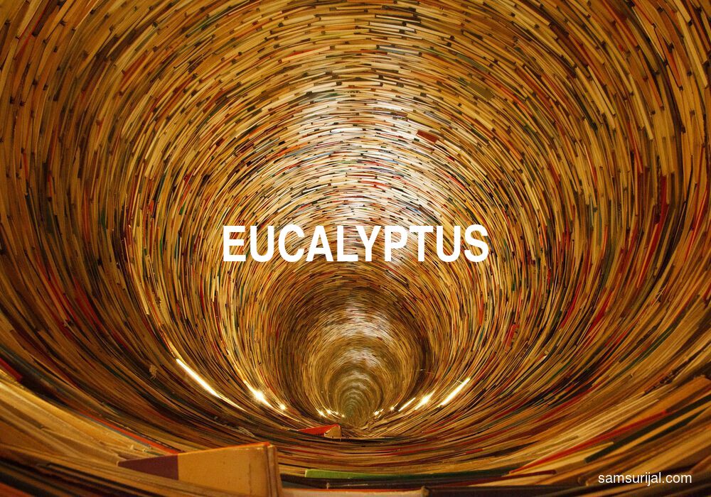 Arti Eucalyptus