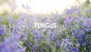 Fungus