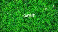 Gayut