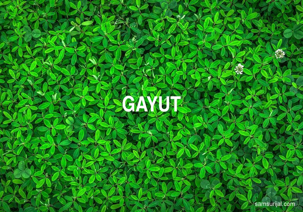 Arti Gayut