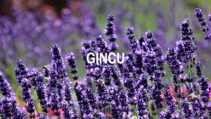 Gincu