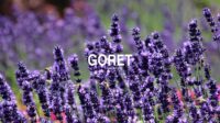 Goret