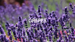 Arti Grepes