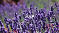 Gula