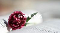 Gynandrous