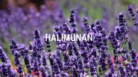 Halimunan