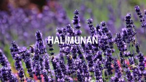 Arti Halimunan