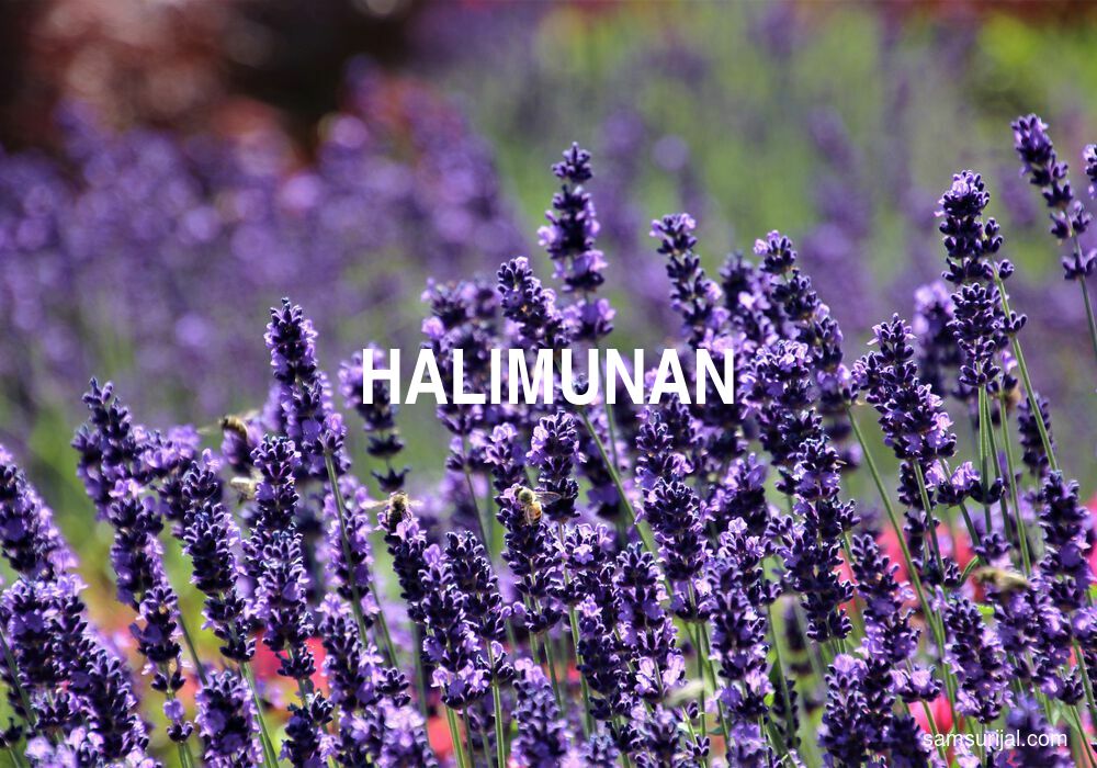 Arti Halimunan