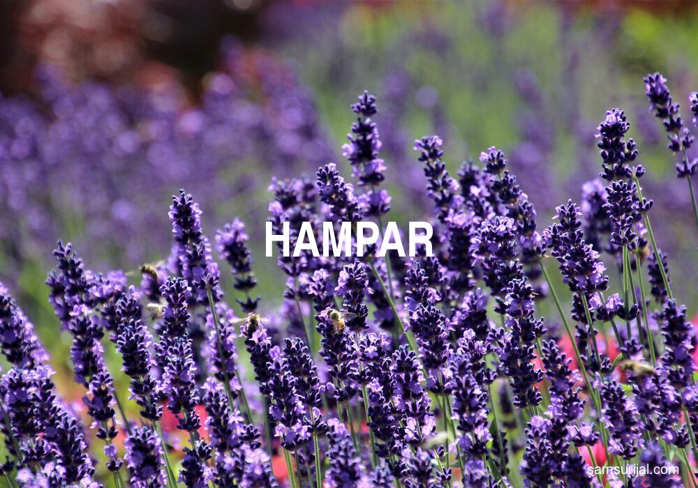 Arti Hampar