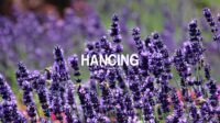 Hancing