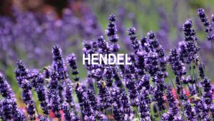 Arti Hendel