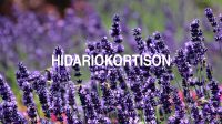 Hidariokortison
