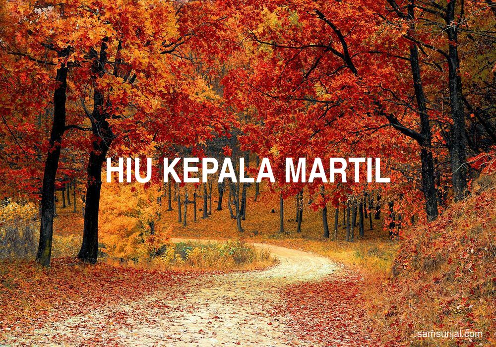 Arti Hiu Kepala Martil